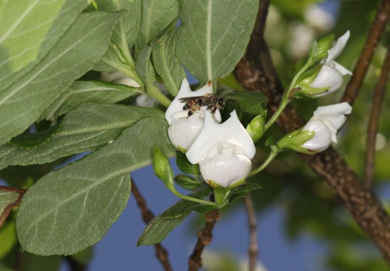 Bowkeria verticillata, photographed by Alan Manson