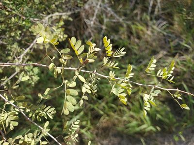 Senegalia wrightii, photographed by Tom Field