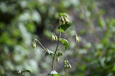 Brickellia grandiflora, photographed by John Powers