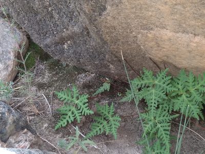 Aleuritopteris argentea, photographed by Dmitry Lyskov