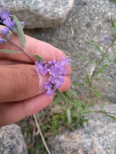 Caryopteris mongholica, photographed by Dmitry Lyskov
