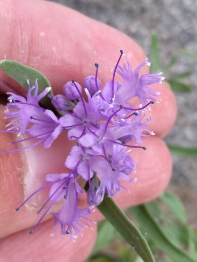 Caryopteris mongholica, photographed by Dmitry Lyskov