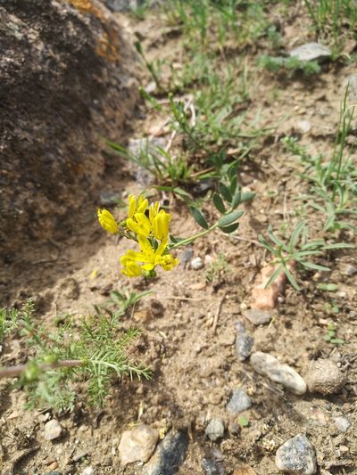 Haplophyllum dauricum, photographed by Dmitry Lyskov