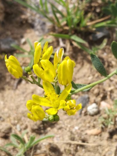 Haplophyllum dauricum, photographed by Dmitry Lyskov
