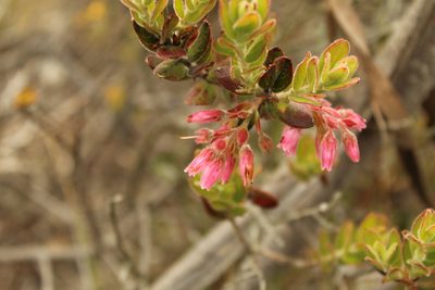 Gaylussacia buxifolia, photographed by Andrés Ramírez-Barrera