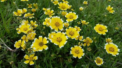 Layia chrysanthemoides, photographed by Alex
