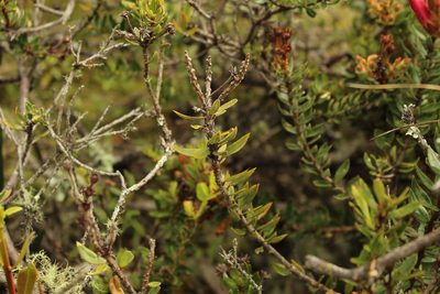 Bejaria mathewsii, photographed by Andrés Ramírez-Barrera