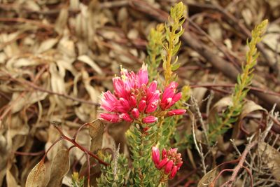 Bejaria mathewsii, photographed by Andrés Ramírez-Barrera