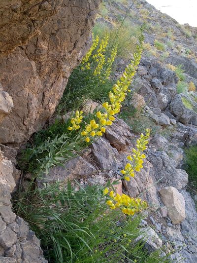 Linaria grandiflora, photographed by Dmitry Lyskov