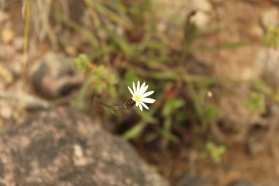 Noticastrum marginatum, photographed by Andrés Ramírez-Barrera