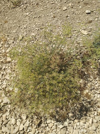 Ducrosia anethifolia, photographed by Dmitry Lyskov