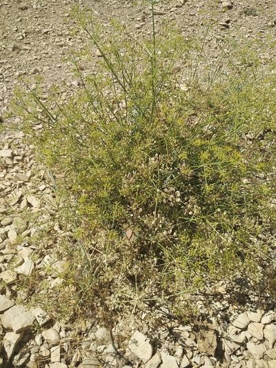 Ducrosia anethifolia, photographed by Dmitry Lyskov