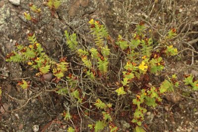 Hypericum mexicanum, photographed by Andrés Ramírez-Barrera