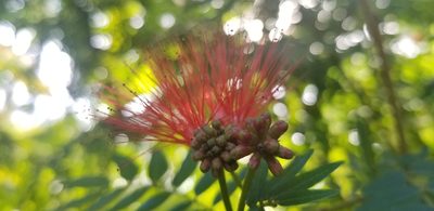 Calliandra haematocephala, photographed by chloe ⋆˚꩜｡