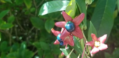 Clerodendrum indicum, photographed by chloe ⋆˚꩜｡