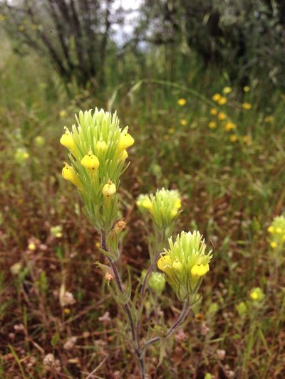 Castilleja lacera, photographed by Adam J. Searcy