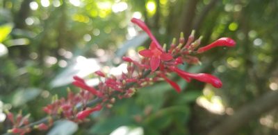 Odontonema tubaeforme, photographed by chloe ⋆˚꩜｡