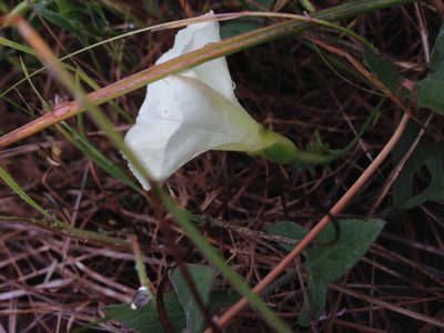 Calystegia occidentalis, photographed by Adam J. Searcy