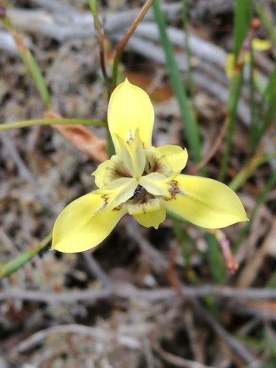 Moraea inconspicua, photographed by chrishorak