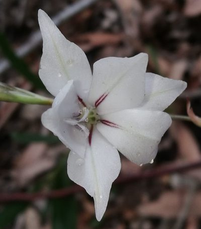 Gladiolus wilsonii, photographed by chrishorak