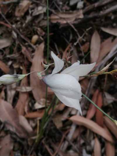 Gladiolus wilsonii, photographed by chrishorak