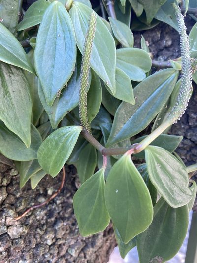 Peperomia angustata, photographed by Grete Pasch