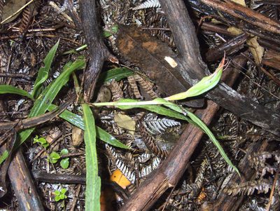 Pterostylis cardiostigma, photographed by Paul Bell-Butler