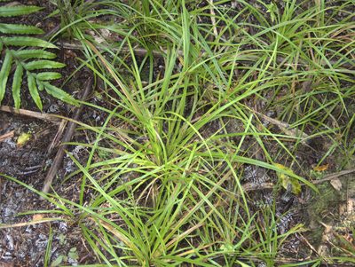 Carex dissita, photographed by Paul Bell-Butler