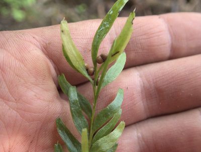 Tmesipteris sigmatifolia, photographed by Paul Bell-Butler