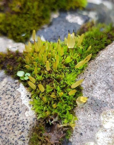 Encalypta vulgaris, photographed by Helen Waterman