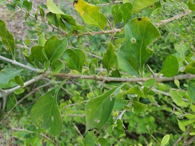 Randia obcordata, photographed by Tom Field