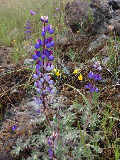 Lupinus spectabilis, photographed by Adam J. Searcy
