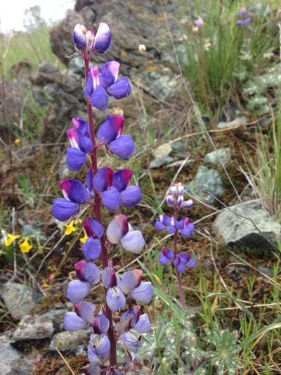 Lupinus spectabilis, photographed by Adam J. Searcy