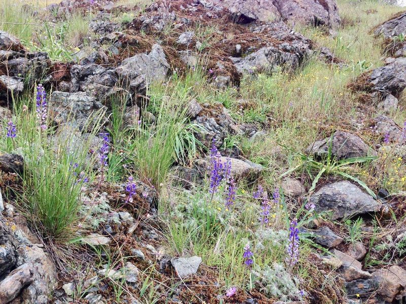 Lupinus spectabilis, photographed by Adam J. Searcy