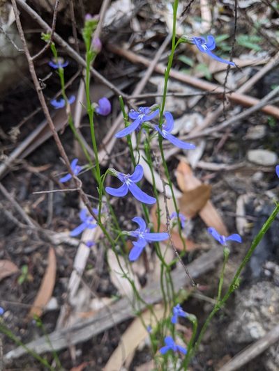 Lobelia dentata, photographed by Joe Atkinson