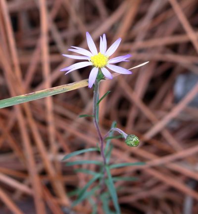 Ionactis repens, photographed by Lauren McLaurin