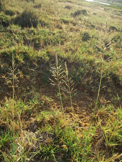 Sporobolus perrieri, photographed by bat (Maria Vorontsova)