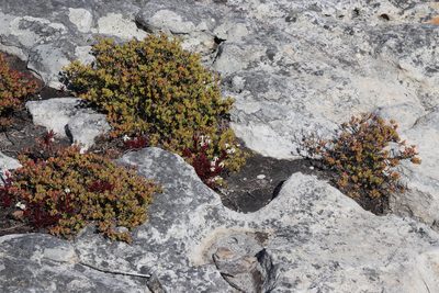 Crassula obtusa, photographed by Tony Rebelo