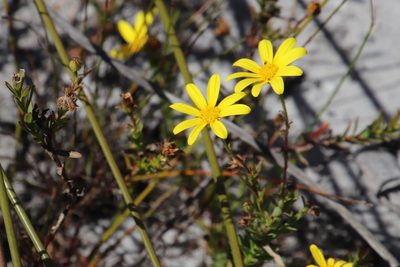 Osteospermum polygaloides, photographed by Tony Rebelo
