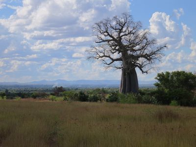 Adansonia za, photographed by bat (Maria Vorontsova)