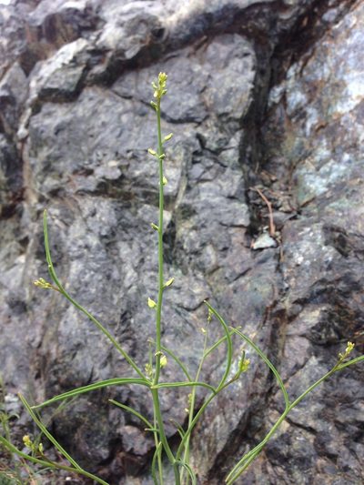Streptanthus polygaloides, photographed by Adam J. Searcy