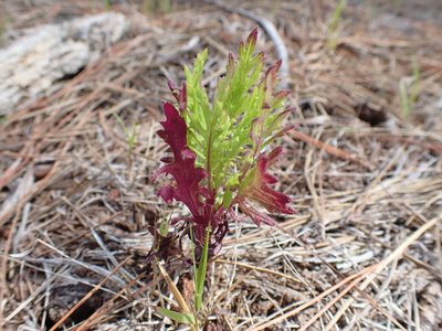 Senecio bipinnatisectus, photographed by Javier