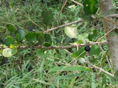 Randia obcordata, photographed by Tom Field