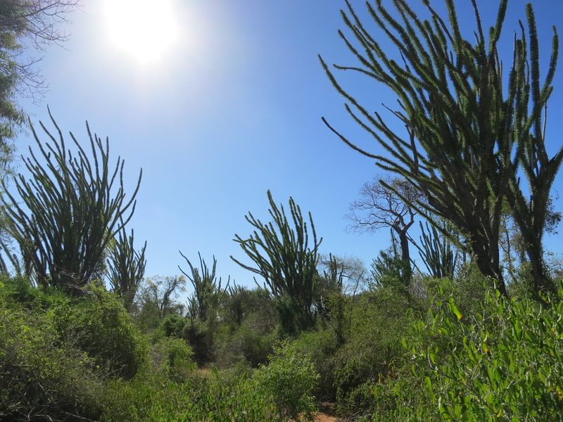 Didierea madagascariensis, photographed by bat (Maria Vorontsova)