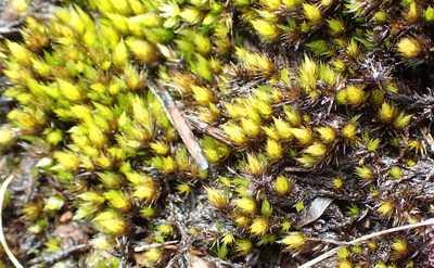 Campylopus flaccidus, photographed by Nicola van Berkel