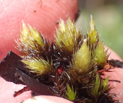 Campylopus flaccidus, photographed by Nicola van Berkel