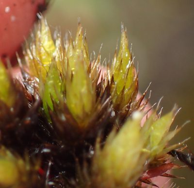 Campylopus flaccidus, photographed by Nicola van Berkel