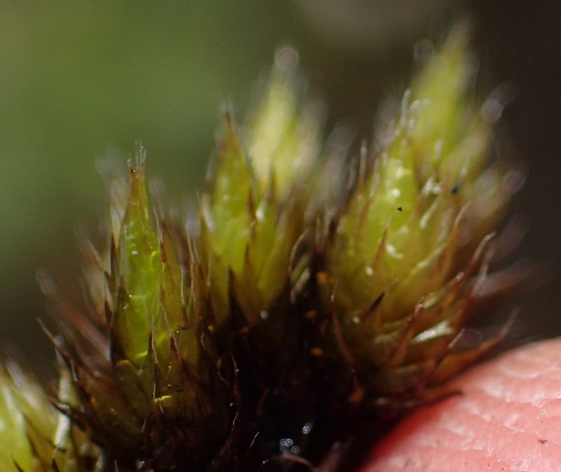 Campylopus flaccidus, photographed by Nicola van Berkel
