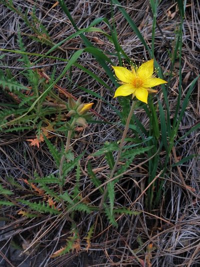 Mentzelia crocea, photographed by Adam J. Searcy