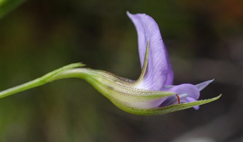 Psoralea trullata, photographed by Nicola van Berkel